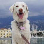 viber_image_2026-04-15_13-29-12-370